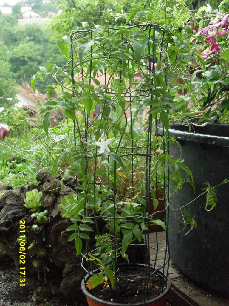 Chinese Jasmine Plant